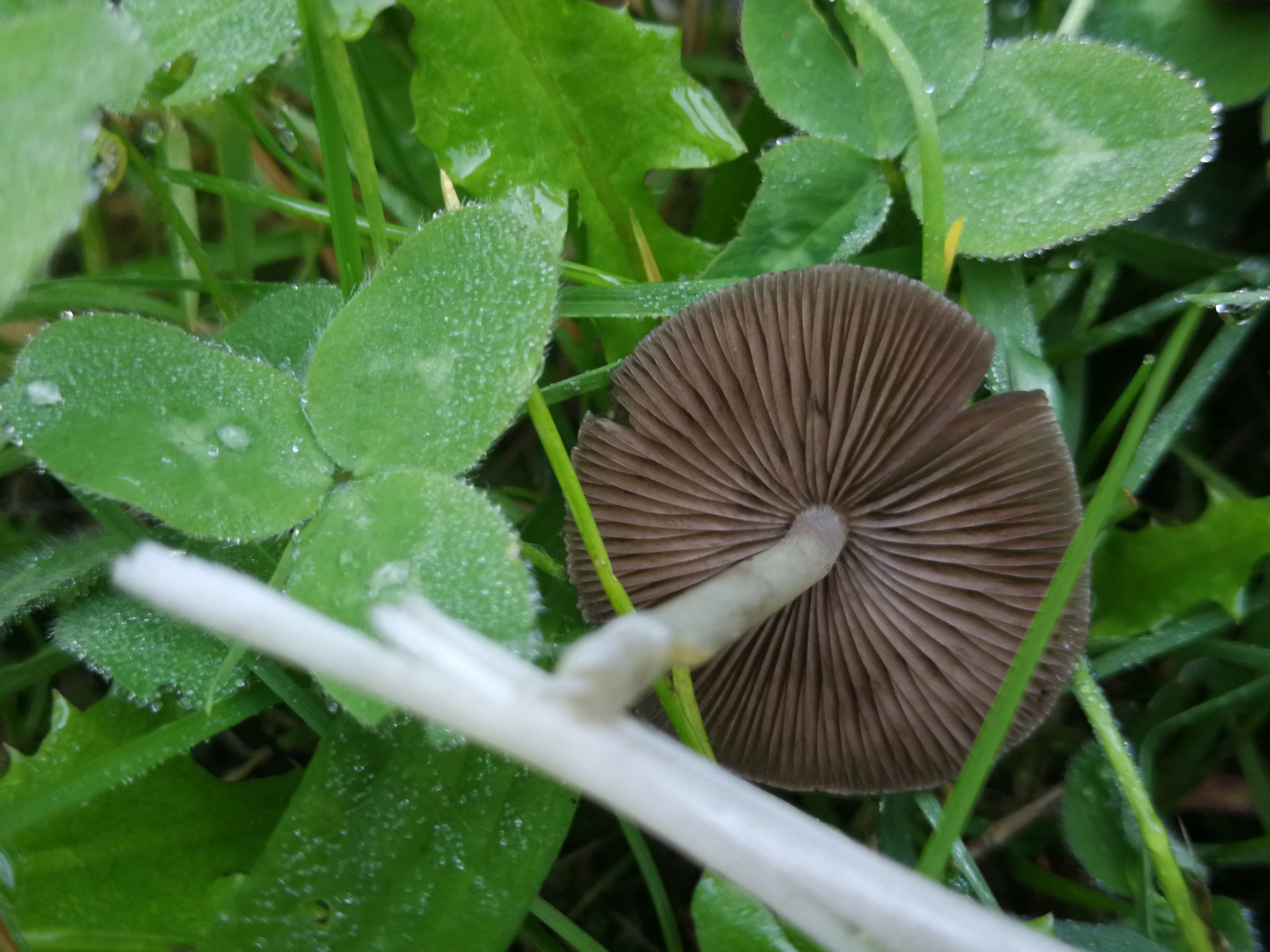 Büscheliger Faserling - Blick auf die Hutunterseite. Die Lamellen zeigen sich in bräunlichen (insbesondere im Alter) Farbtönen und sind ausgebuchtet angewachsen. Gut zu erkennen ist auch der extrem zerbrechliche weiße bis weißliche Stiel. 